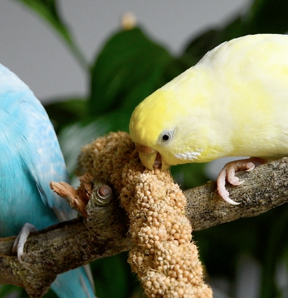 ContentImageBlock Image