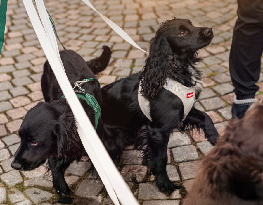 ContentImageBlock Image