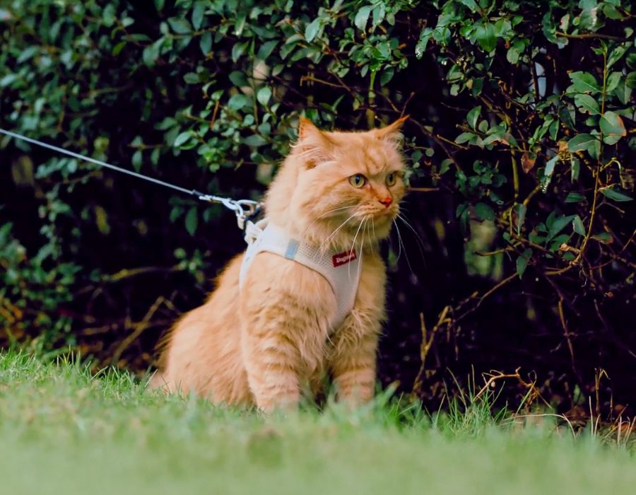 ContentImageBlock Image