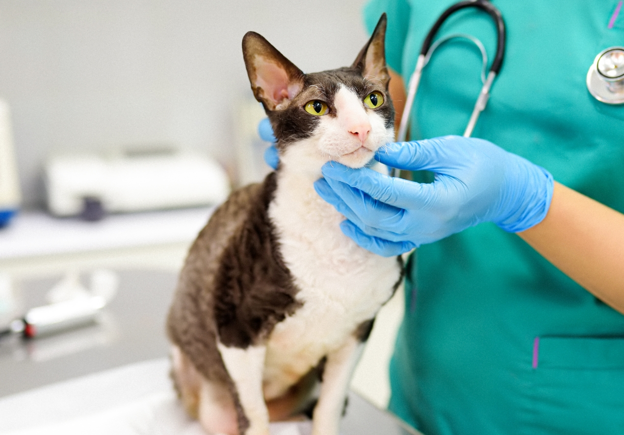 ContentImageBlock Image