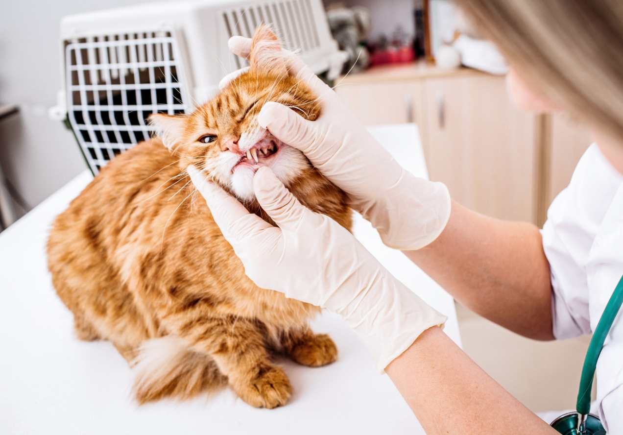 ContentImageBlock Image