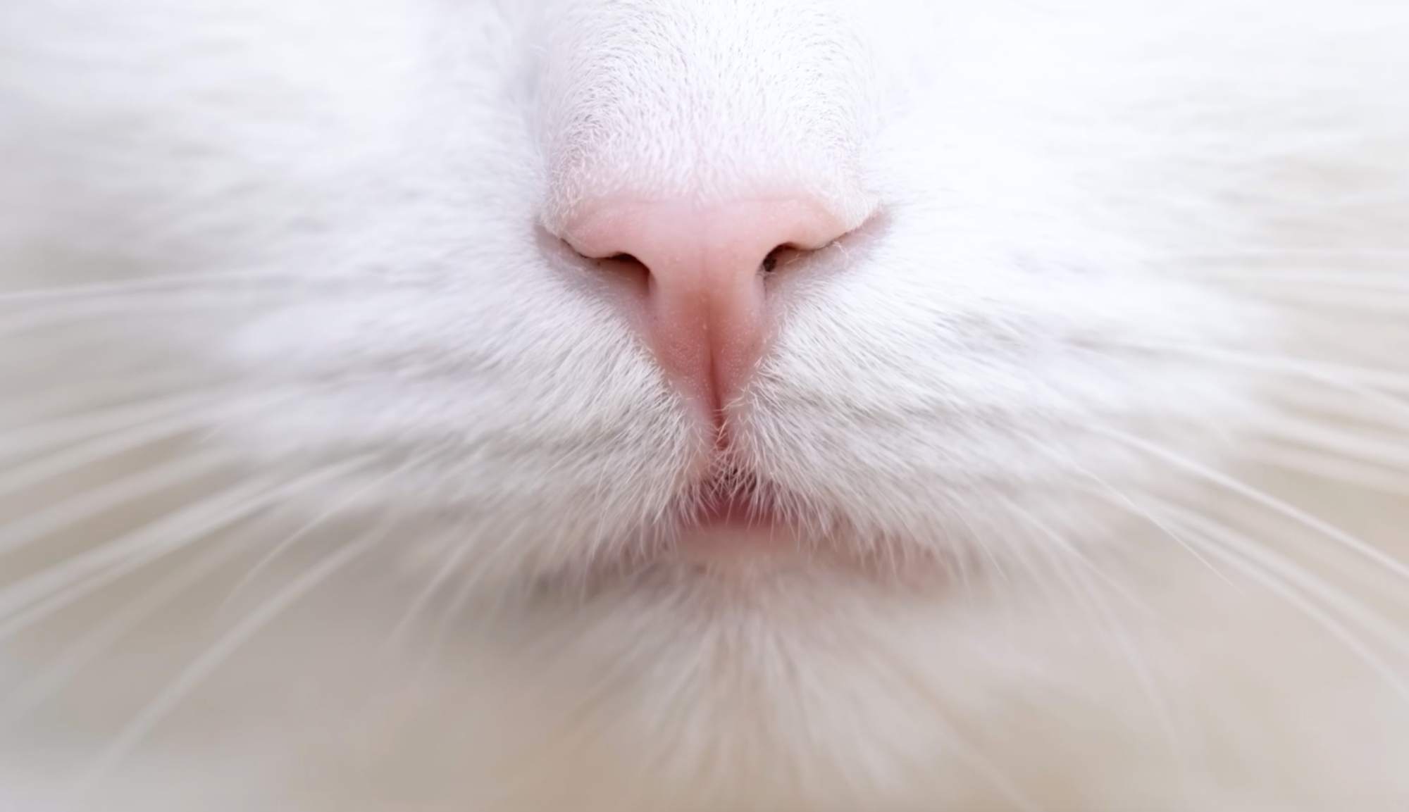 ContentImageBlock Image