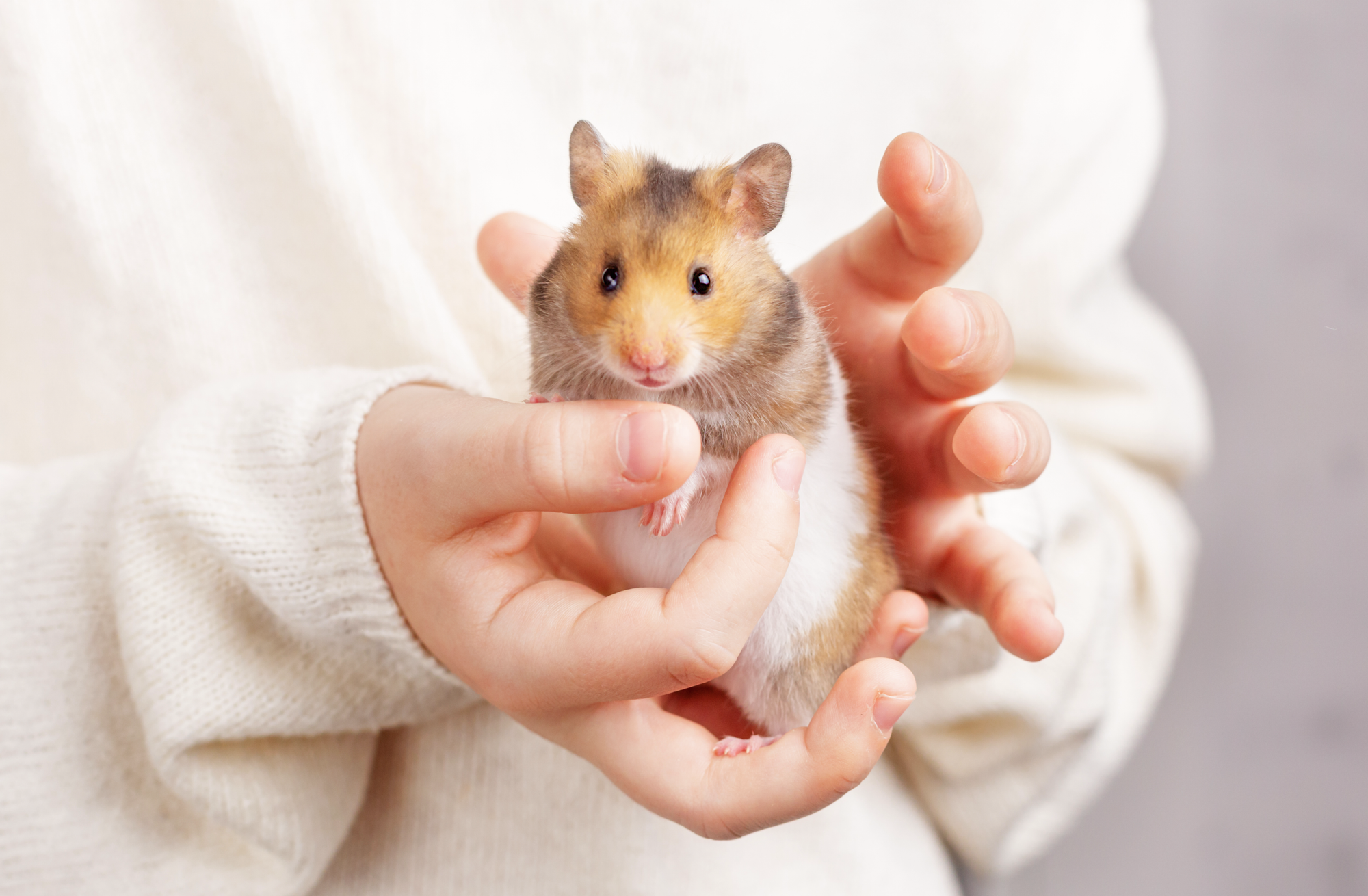 ContentImageBlock Image