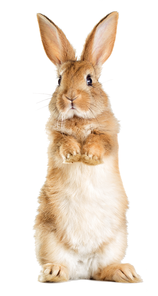 ContentImageBlock Image