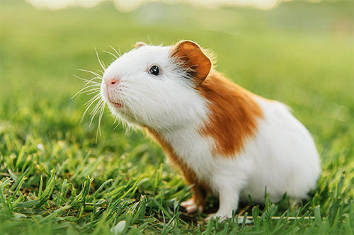 ContentImageBlock Image