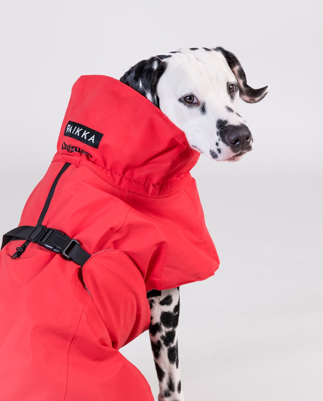 Paikka x Dogman Sadetakki