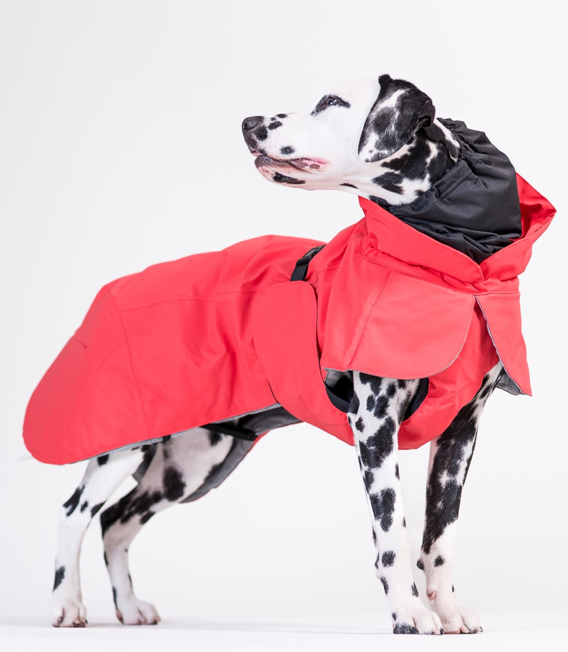 Paikka x Dogman Talvitakki