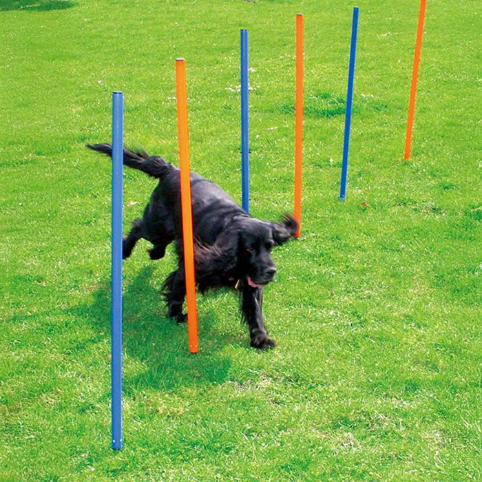 Agility pujottelueste 12p