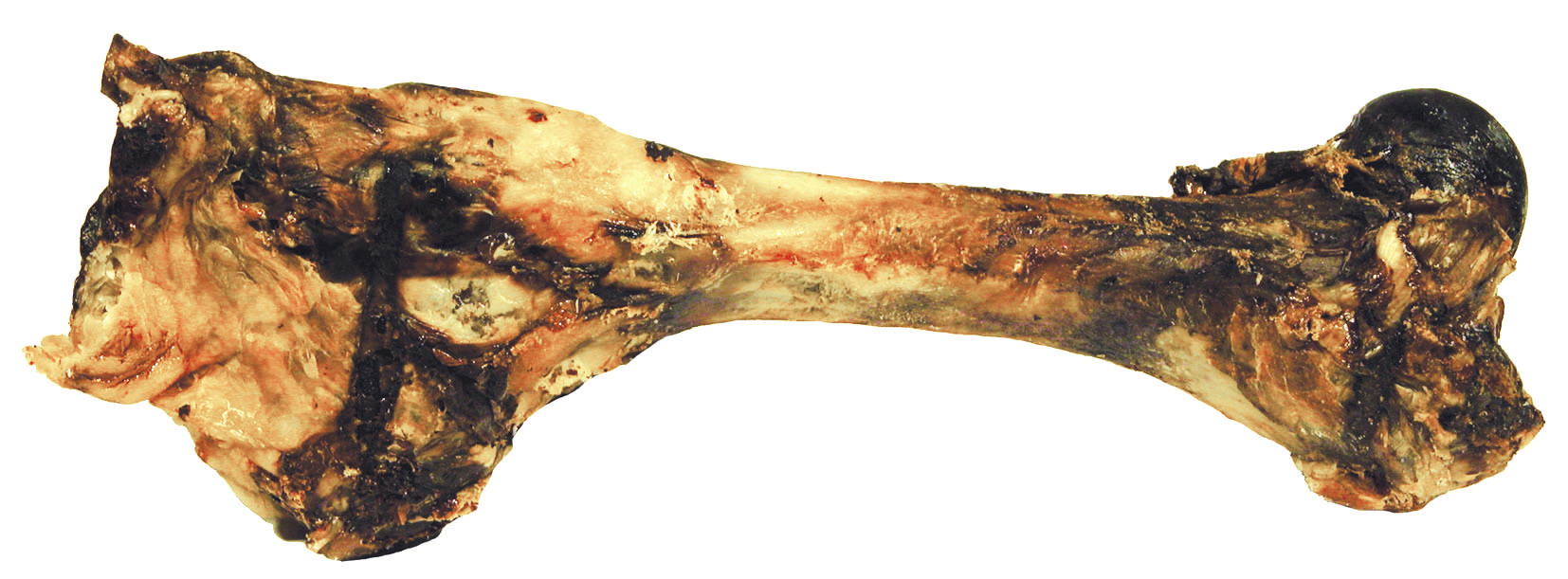 Tørket Oksebein 30-40cm