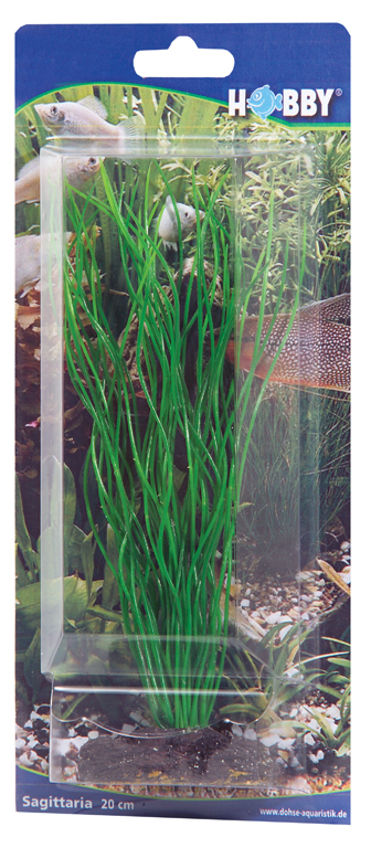 Dekorväxt Sagittaria 20cm