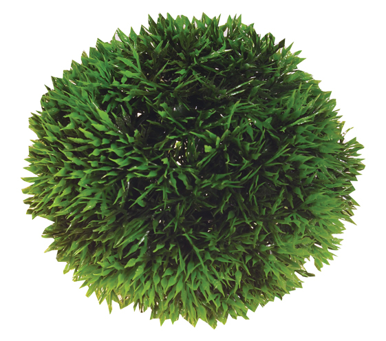 Koristekasvi Plant Ball 9cm