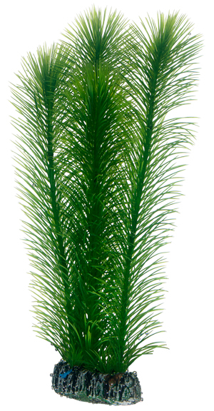 Koristekasvi Mayaca 25cm