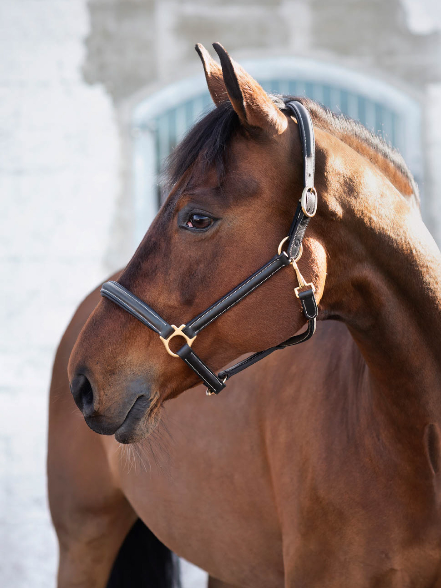 Cancun Lädergrimma Svart