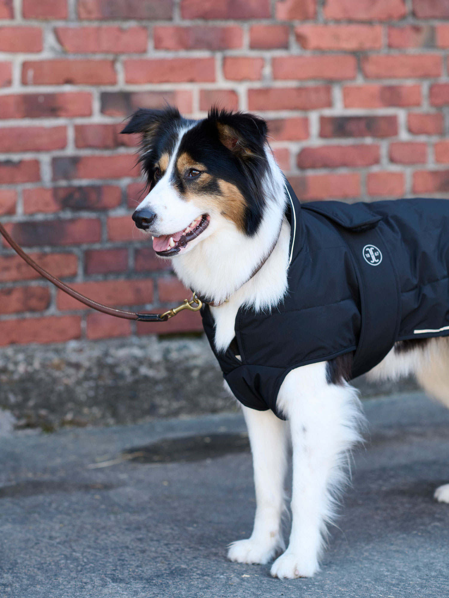 Rakel koiran mantteli Musta