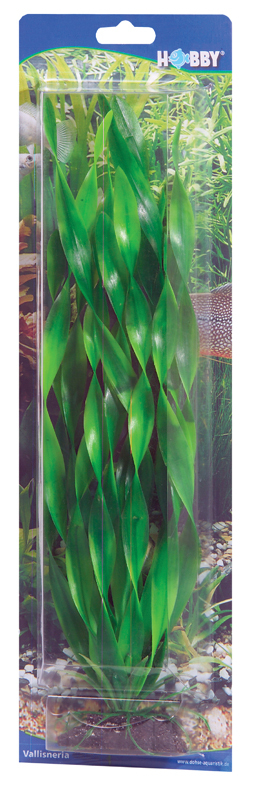 Koristekasvi Vallisneria