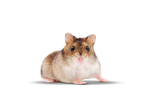 ContentImageBlock Image