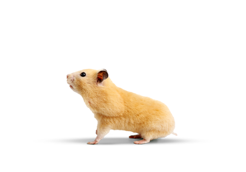 ContentImageBlock Image