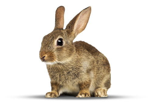 ContentImageBlock Image