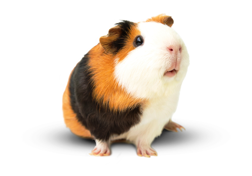 ContentImageBlock Image