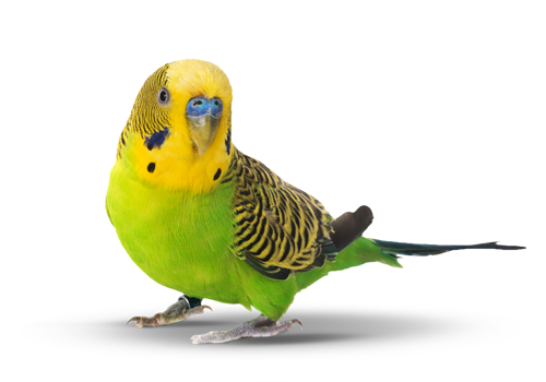 ContentImageBlock Image